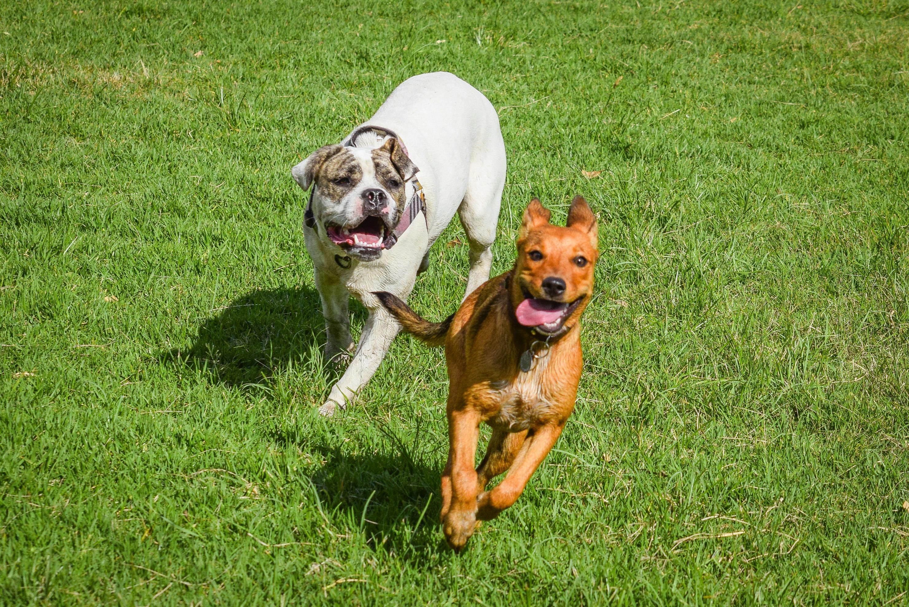 Dogs Playing after Clean
