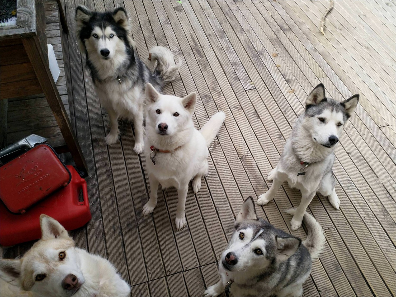Syberian Huskies