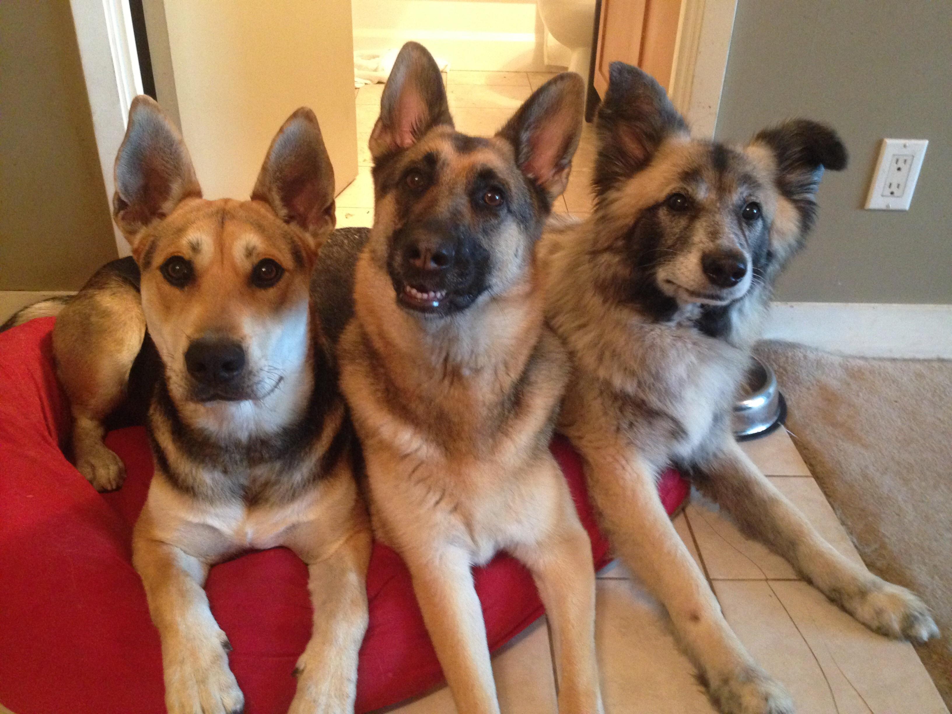 Dogs Relaxing
